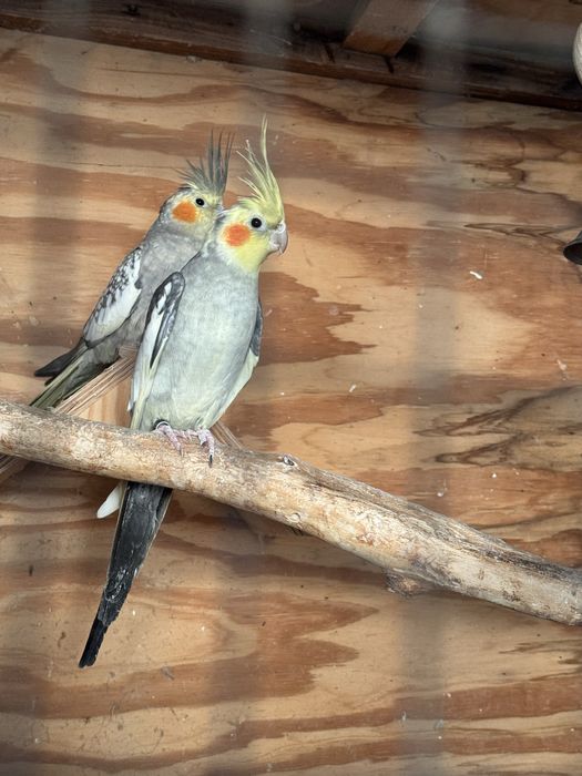 Nimfa para 2025 papugi