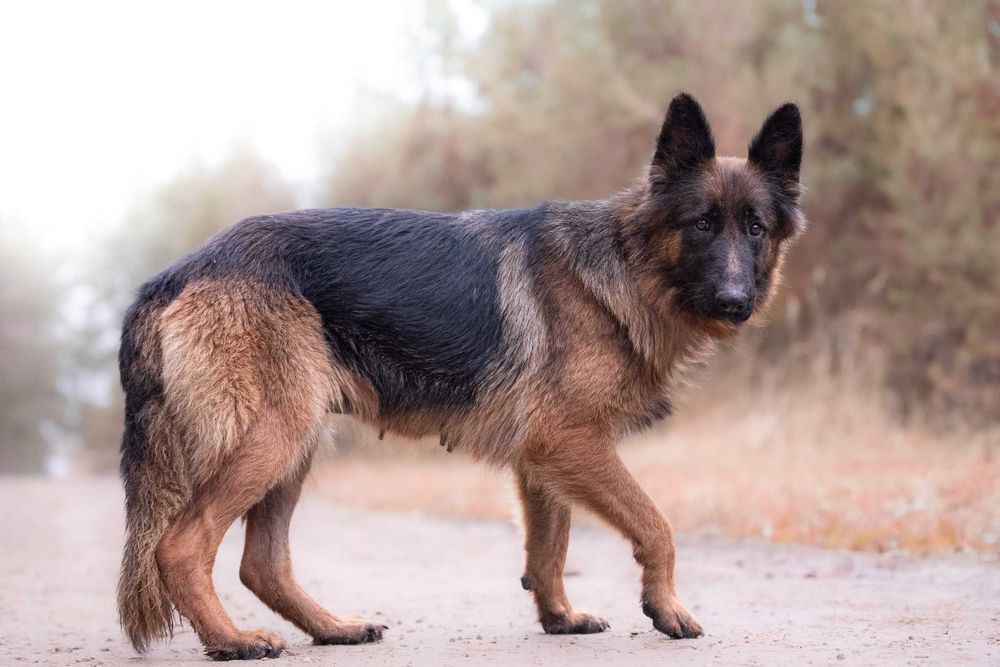 Campabella: owczarkowa piękność