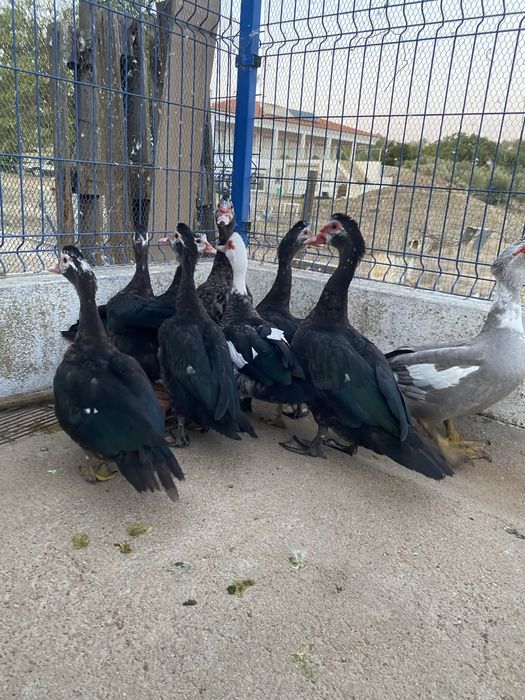Patos mudos do campo