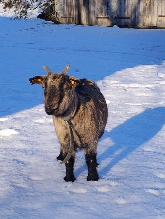 Koza i Kozioł super parka