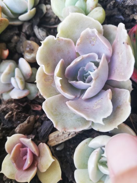 Suculentas varias