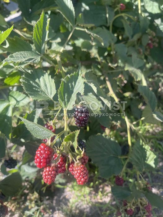 Продаж! дома Жовтневе (Бориспільський) веранда і ділянкою на 17 соток