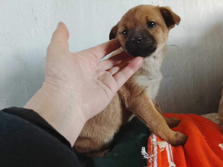 Цуценятко від бездомної собачки шукає дім