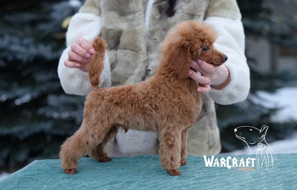 Pudel miniaturowy chłopiec ZKwP FCI