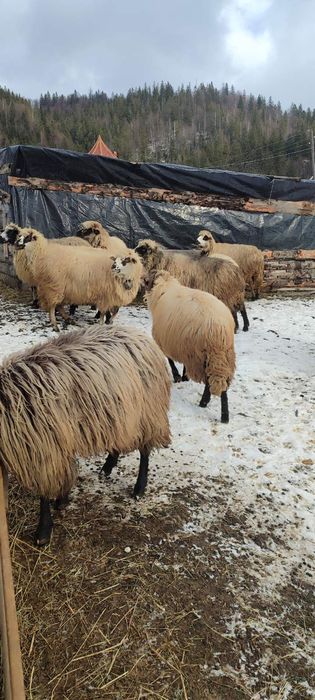 Продаються вівці