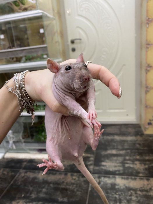 Щурик декортивний дамбо сфінкс