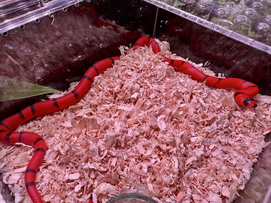 Wąż Lampropeltis, lancetogłów, wąż mleczny
