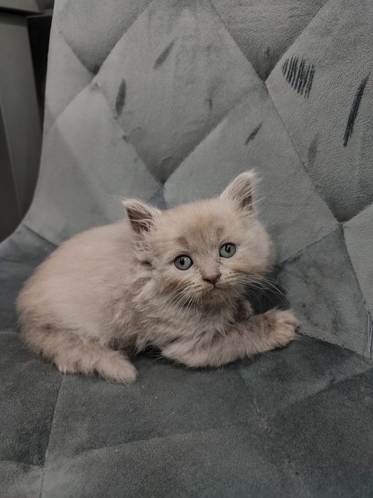 Шотландські кошенята