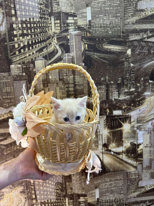 Шотландські кошенята