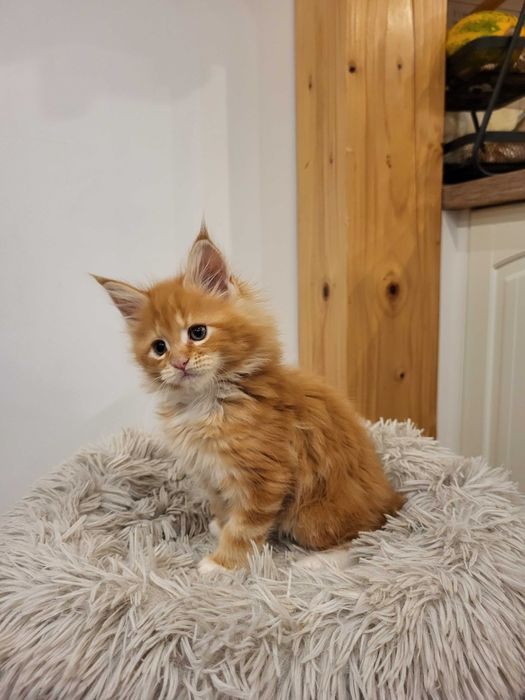 Rezerwacja, Helios kocurek Maine Coon