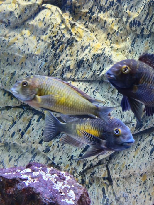Peixes Tropheus Lago  Tanganika