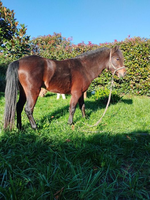 Parelha de pôneis com 4 anos ambos