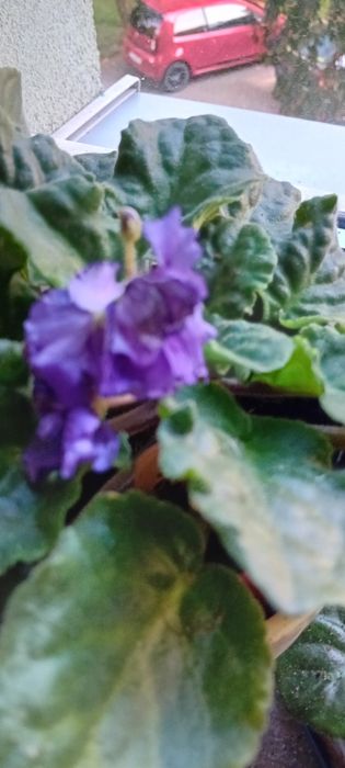 Fiołki afrykańskie