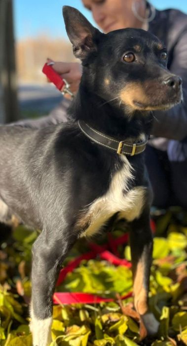 Kochany Stefan błaga o szansę i dom ...