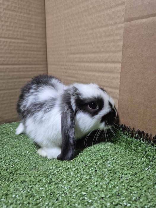 Mini Loop królik miniaturka