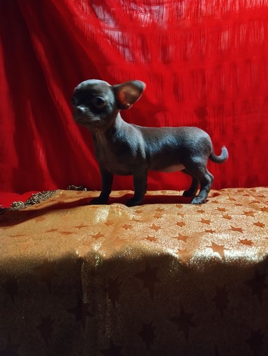 Девочка чихуахуа шоколадный солид.