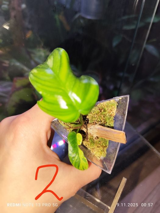 Philodendron Florida Beuty