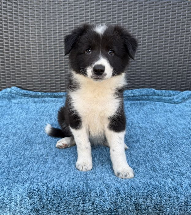 Border Collie przepiękna klasyczna sunia black & white Daisy