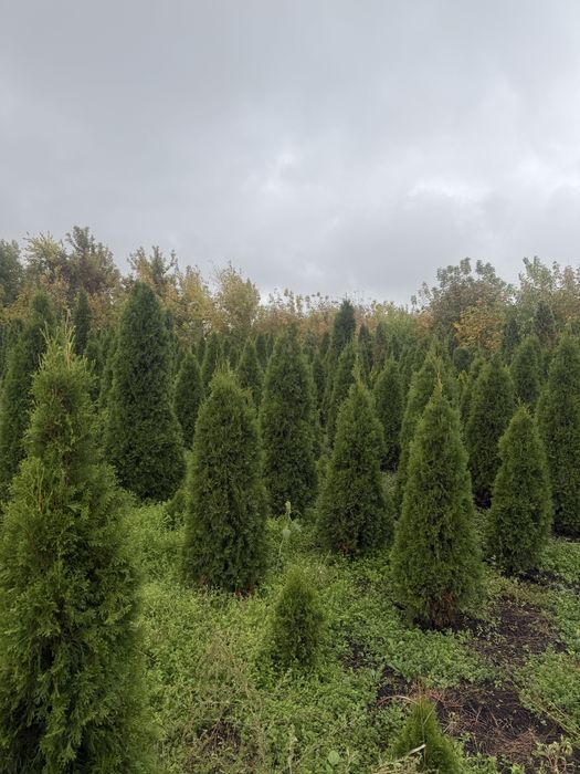 Продам туі смарагд брабант ялинкм , кулясті скальний можевельник