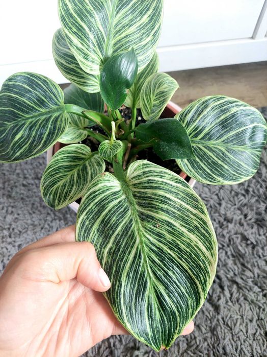 Planta Philodendron Brikin