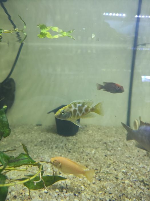 Ciclidio Africano venustus