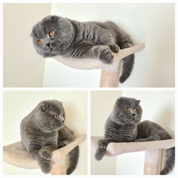 Scottish Fold  para acasalar