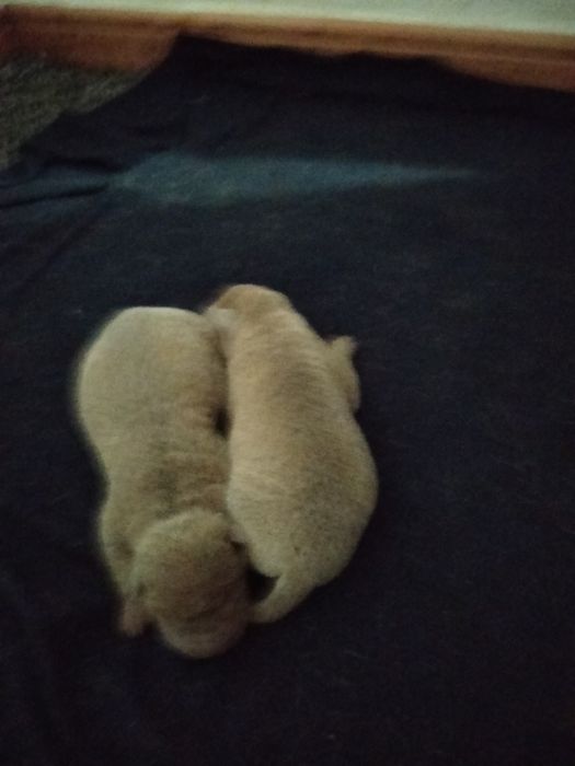 Sharpei para reserva nascidos a 1 novembro 2025