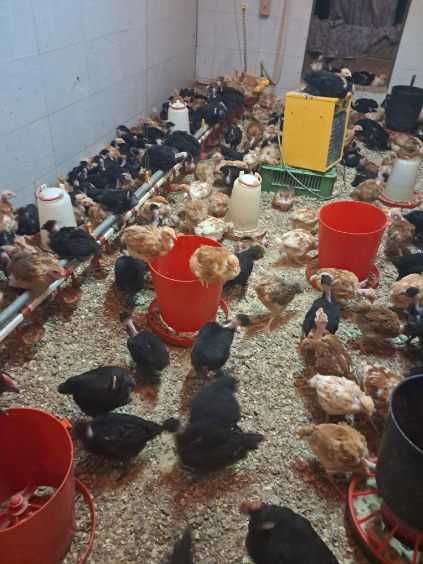 Gęsi kaczki bojler zagrodowy gołoszyjka