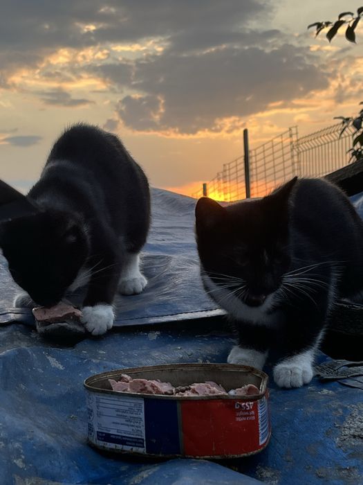 2 kotki do adopcji