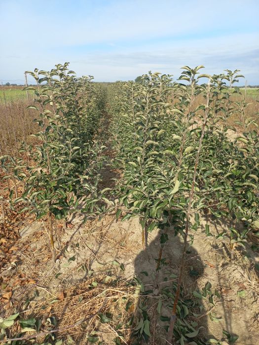 Drzewka owocowe - jabłonie