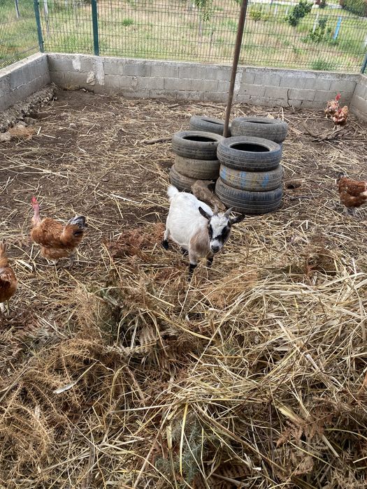 Cabras anãs adultas