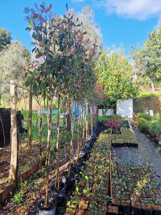 Photinias em copa.