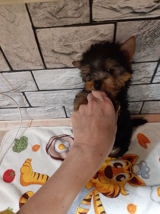 Продаются щеночки йорики.