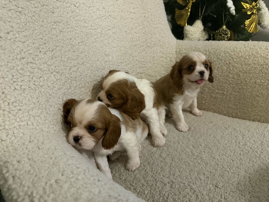 Sunia Cavalier Blenheim Gotowa do odbioru!