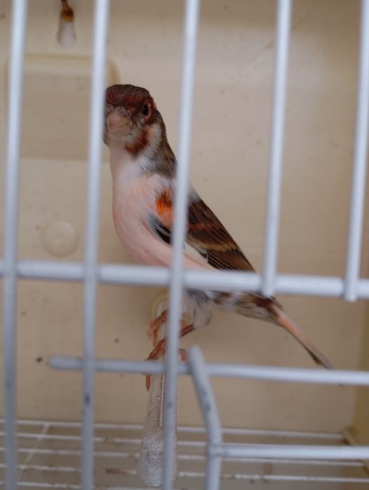 Canários Arlequim Português  e Gaiolas