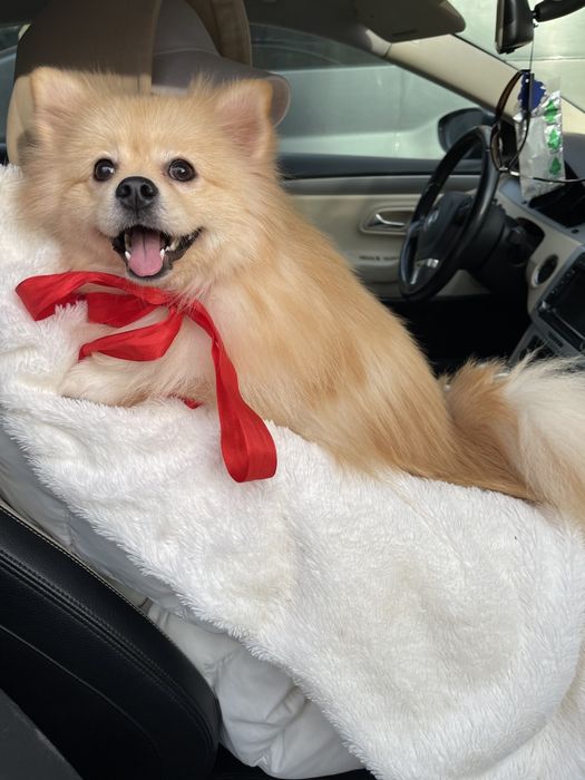 Померанські шпіци — Маленькі моделі для обіймів