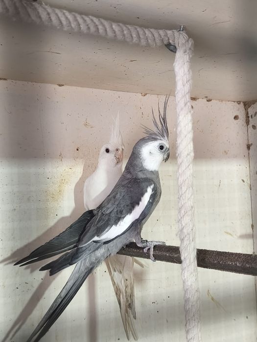 Caturras e viveiros (preços no anuncio)