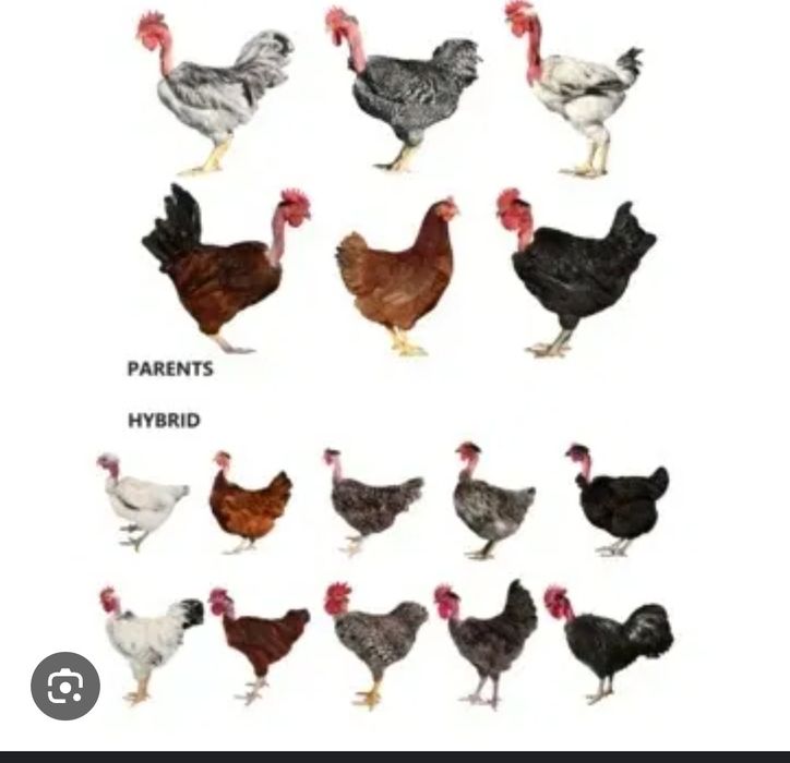 Яйце інкубаційне