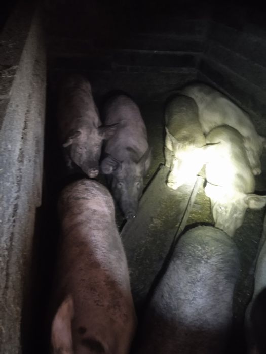 Продам свині живою вагою