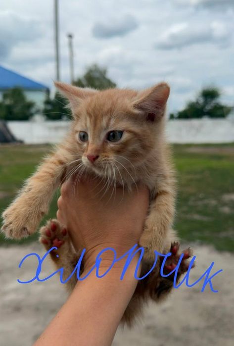 Котинята  ,котик  3 місяці   шукає  дім