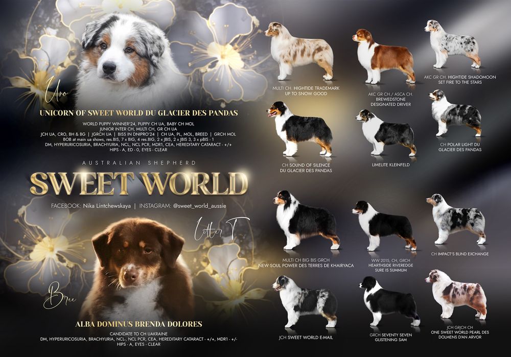 Хлопчик австралійської вівчарки ( ауссі ) ВІЛЬНИЙ