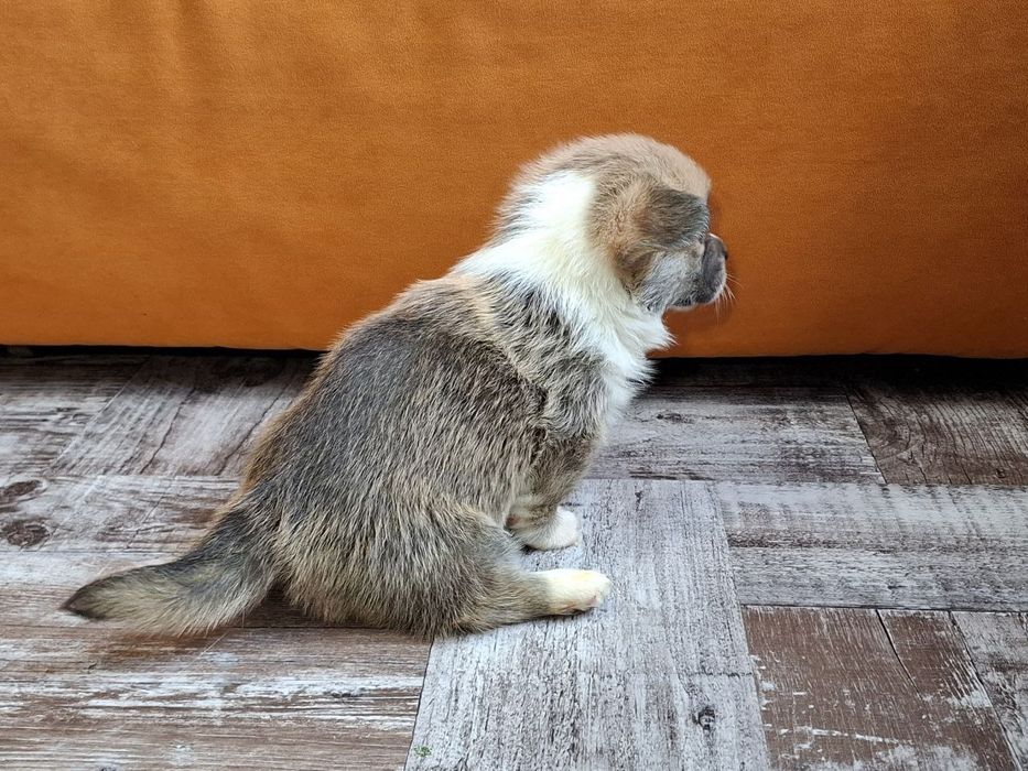 Продам щенков Вельш Корги Пемброк (цуценята Вельш Коргі Пемброк)