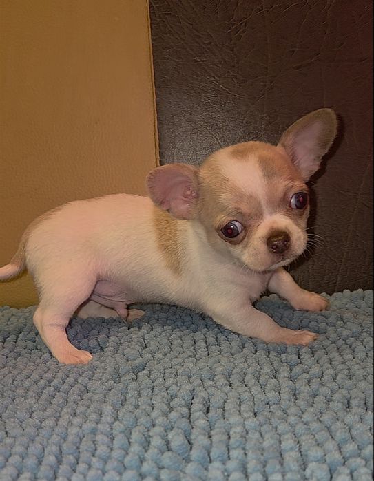 Мальчик_чих Голубые глазки.!