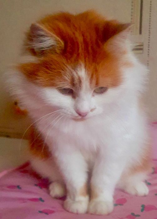 Їй дуже терміново потрібен дім