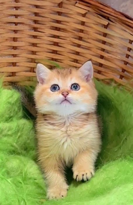 Вислоухие котята девочки и мальчики