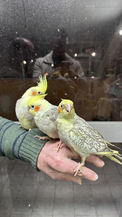 Caturra bebe, criada à mão