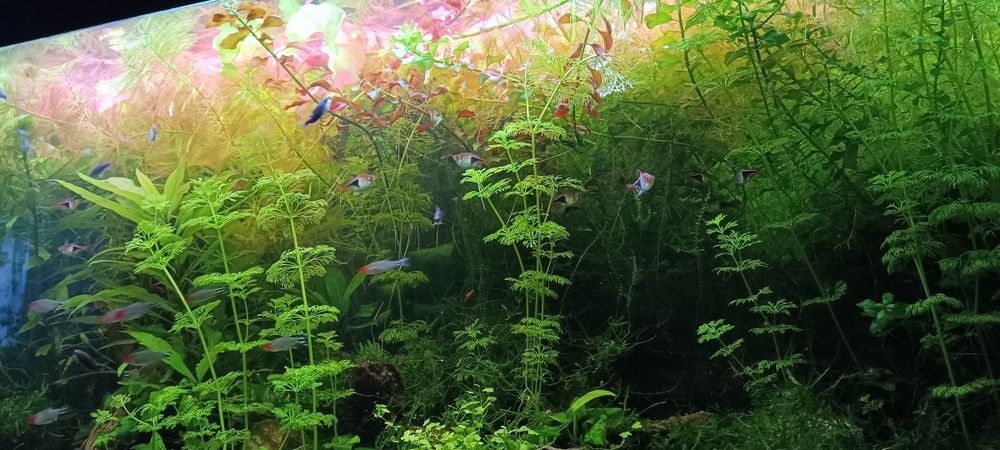 Rośliny z przycinki