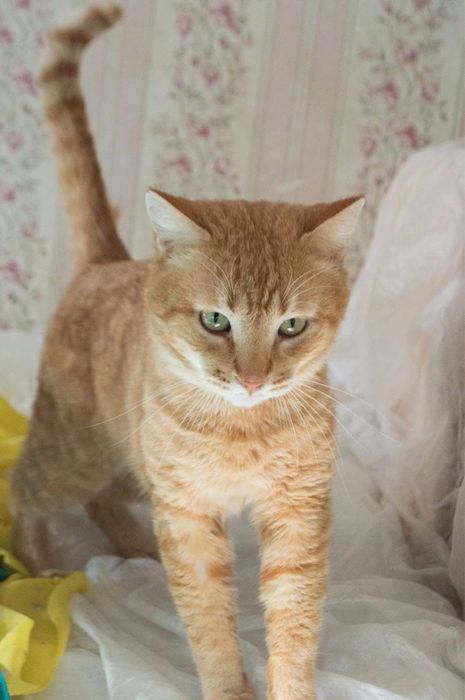 Шикарний рудий кіт в добрі руки!