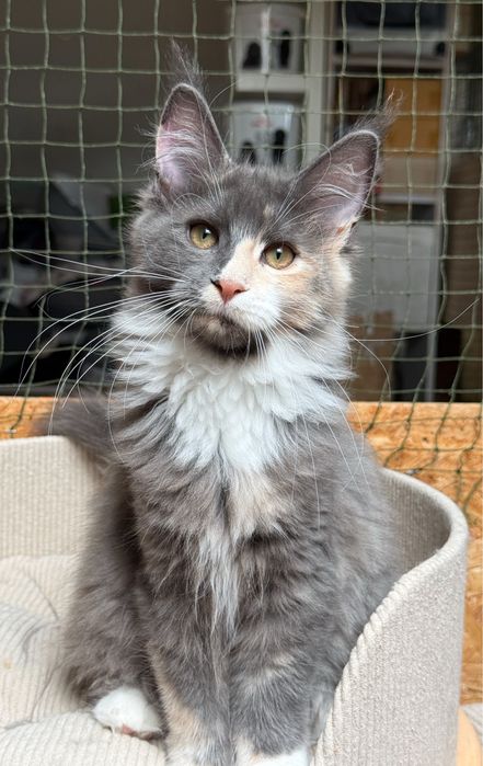 Śliczna koteczka Maine Coon