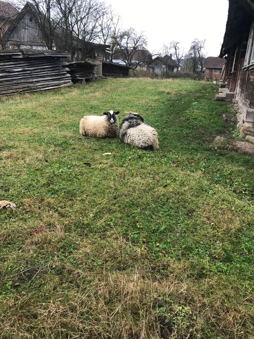 Продам баранів,ціна договірна